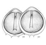 Lagena staphyllearia f. reducta Buchner, 1940