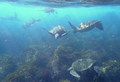 Chelonia mydas