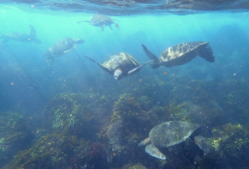 Chelonia mydas Chelonia mydas