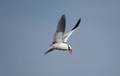 Phaethon aethereus