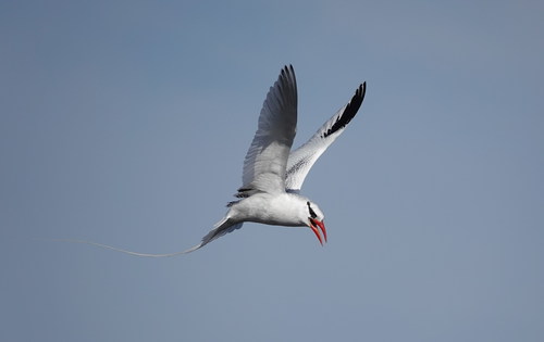 Phaethon aethereus Phaethon aethereus