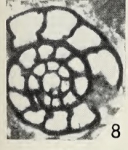 Moncharmontia apenninica (De Castro, 1966)