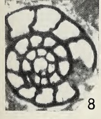 Moncharmontia apenninica (De Castro, 1966) Moncharmontia apenninica (De Castro, 1966)