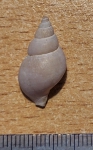 Buccinum fragile Verkrüzen