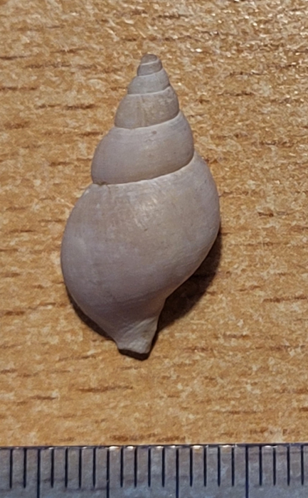 Buccinum fragile Verkrüzen