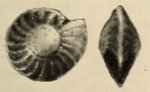 Elphidiella multiscissurata Smout, 1955