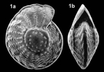 Palaeoelphidium multiscissuratum (Smout, 1955)