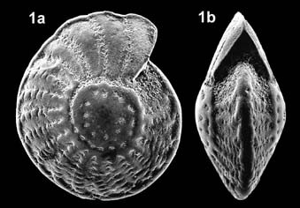Palaeoelphidium multiscissuratum (Smout, 1955) Palaeoelphidium multiscissuratum (Smout, 1955)