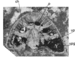 Rotorbinella campaniola Boix, Villalonga, Caus & Hottinger, 2009