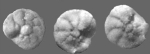 Rotorbinella hensoni (Smout, 1954)
