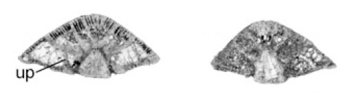 Rotorbinella hensoni (Smout, 1954) Rotorbinella hensoni (Smout, 1954)