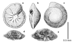 Rotorbinella hermi (Hillebrandt, 1962)