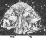 Rotorbinella lepina Consorti, Frijia & Caus, 2017