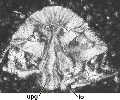 Rotorbinella lepina Consorti, Frijia & Caus, 2017 Rotorbinella lepina Consorti, Frijia & Caus, 2017