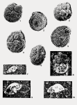 Rotorbinella mesogeensis (Tronchetti, 1981)