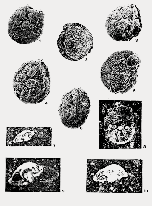 Rotorbinella mesogeensis (Tronchetti, 1981) Rotorbinella mesogeensis (Tronchetti, 1981)