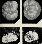 Rotorbinella scarsellai Torre, 1967