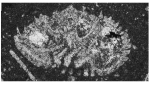 Rotalispira scarsellai (Torre, 1967)