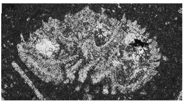 Rotalispira scarsellai (Torre, 1967) Rotalispira scarsellai (Torre, 1967)