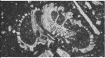 Rotalispira vitigliana Consorti, Frijia & Caus, 2017