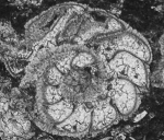 Rotalispira maxima Consorti, Frijia & Caus, 2017