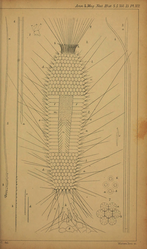 Grantia ciliata var.spinispiculum Carter, 1876 Grantia ciliata var.spinispiculum Carter, 1876
