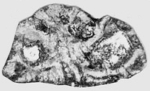 Rotalispira pyrenaica Hottinger, 2014