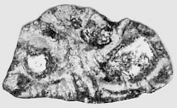 Rotalispira pyrenaica Hottinger, 2014 Rotalispira pyrenaica Hottinger, 2014