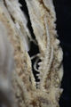 Antedon tuberosa Carpenter, 1888 Holotype BMNH 88.11.9.25, author: Messing, Charles
