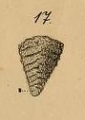 Textularia laevis Roemer, 1841, author: Le Coze, Franis
