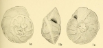 Rotorbinella packardi Bandy, 1949
