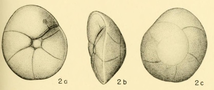 Rotalia similis Bandy, 1949 Rotalia similis Bandy, 1949