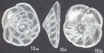Rotorbinella wenmanensis McCulloch, 1977
