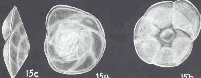 Rotorbinella bikiniensis McCulloch, 1977 Rotorbinella bikiniensis McCulloch, 1977