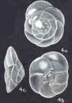 Rotorbinella lepida McCulloch, 1977