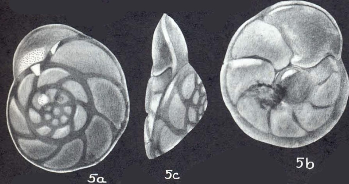 Rotorbinella campanulata subsp. amabilis McCulloch, 1977 Rotorbinella campanulata subsp. amabilis McCulloch, 1977