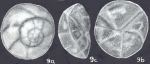 Rotorbinella antarctica McCulloch, 1977