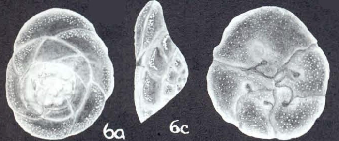 Rotorbinella bubnanensis McCulloch, 1977 Rotorbinella bubnanensis McCulloch, 1977