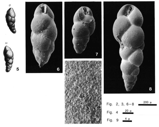 Bulimina elongata d'Orbigny, 1846 Bulimina elongata d'Orbigny, 1846