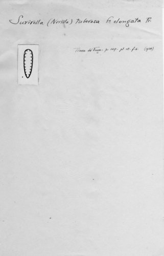 Surirella tuberosa f. elongata Frenguelli, 1924 Surirella tuberosa f. elongata Frenguelli, 1924