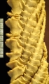 Chondrometra crosnieri Marshall and Rowe, 1981, Paris Holotype 1393, author: Messing, Charles