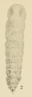 Siphogenerina advena Cushman, 1922 Siphogenerina advena Cushman, 1922