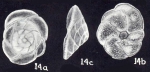 Rotorbinella trinidadensis McCulloch, 1981