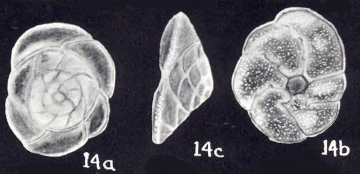 Rotorbinella trinidadensis McCulloch, 1981 Rotorbinella trinidadensis McCulloch, 1981