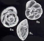 Rotorbinella heterotranslucens McCulloch, 1981