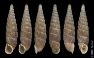 Macrogastra attenuata lineolata, author: Est Bochud