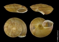Gastropoda