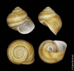 Helix pomatia