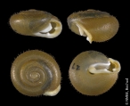 Isognomostoma isognomostomos, author: Est Bochud