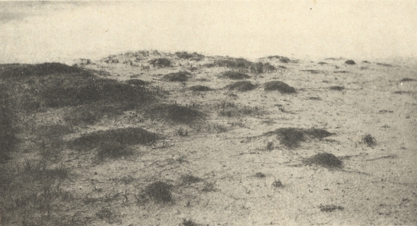 Massart (1908, foto 049)